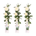 3x - Rosa Crazy in love 'Vanille' - ↨65cm - Ø15