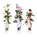 Rose 3er-Set (Rosa Hybriden) – winterharte Blütengehölze, Höhe ca. 65 cm