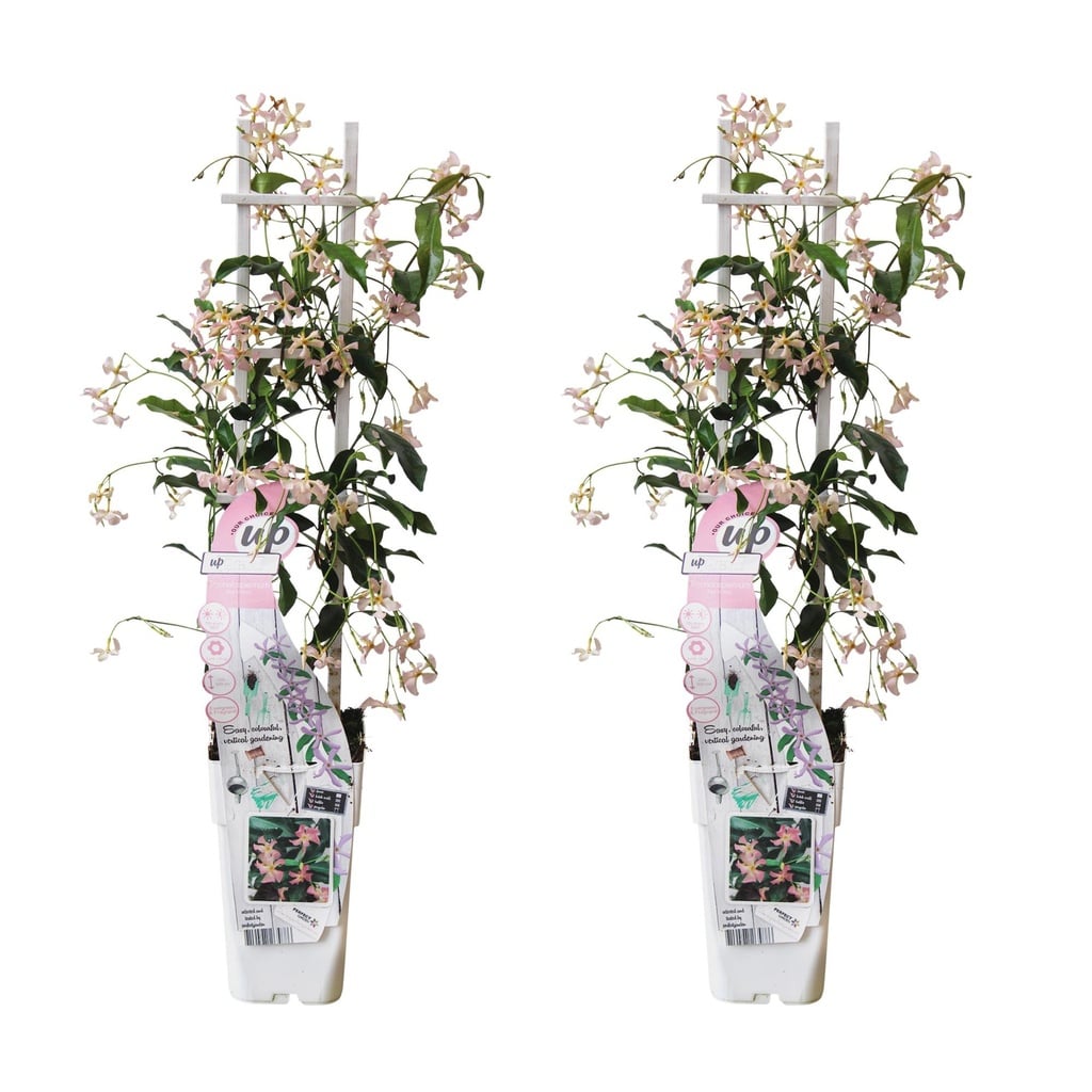Sternjasmin 'Star of Ibiza' 2er-Set (Trachelospermum jasminoides) – winterharte Kletterpflanze, Höhe ca. 65 cm