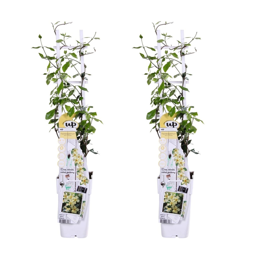 Sternjasmin 'Star of Toscana' 2er-Set (Trachelospermum jasminoides) – winterharte Kletterpflanze, Höhe ca. 65 cm