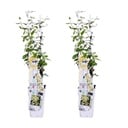 Sternjasmin 'Star of Toscana' 2er-Set (Trachelospermum jasminoides) – winterharte Kletterpflanze, Höhe ca. 65 cm
