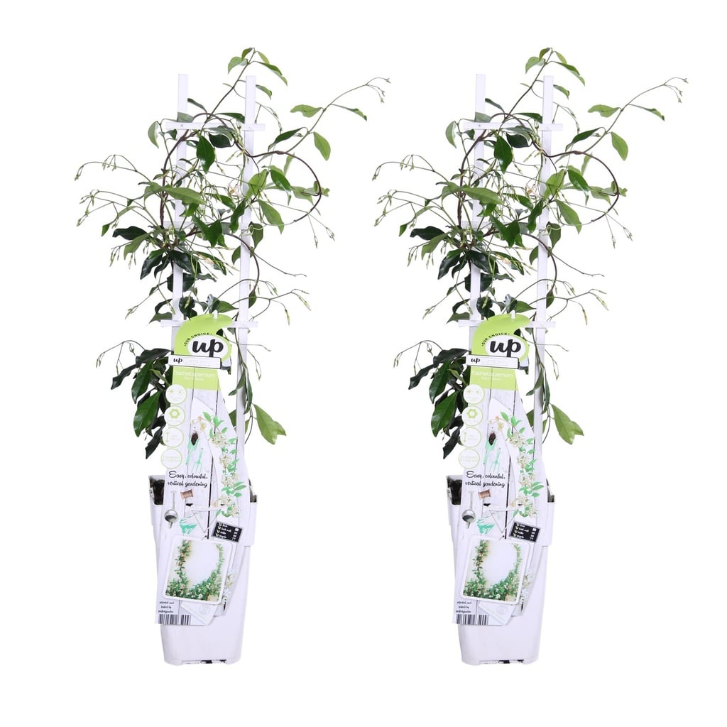 Sternjasmin 'Star of Venice' 2er-Set (Trachelospermum jasminoides) – winterharte Kletterpflanze, Höhe ca. 65 cm