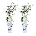 Sternjasmin 'Star of Venice' 2er-Set (Trachelospermum jasminoides) – winterharte Kletterpflanze, Höhe ca. 65 cm