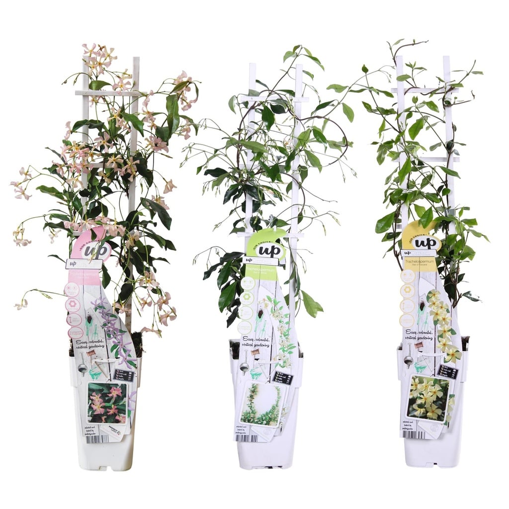 Sternjasmin 3er-Set (Trachelospermum jasminoides) – winterharte Kletterpflanze, Höhe ca. 65 cm