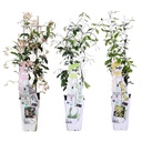 3x - Trachelospermum Mischung - ↨65cm - Ø15