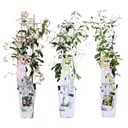 Sternjasmin 3er-Set (Trachelospermum jasminoides) – winterharte Kletterpflanze, Höhe ca. 65 cm