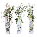Sternjasmin 3er-Set (Trachelospermum jasminoides) – winterharte Kletterpflanze, Höhe ca. 65 cm