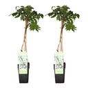 Japanischer Blauregen 'Longissima Alba' 2er-Set (Wisteria floribunda) – winterharte Kletterpflanze, Höhe ca. 65 cm