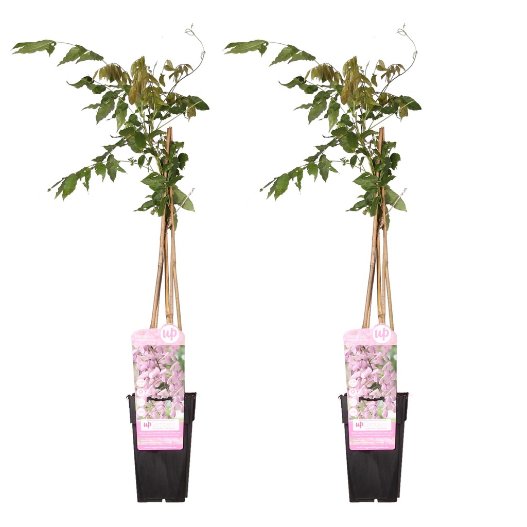 Japanischer Blauregen 'Rosea' 2er-Set (Wisteria floribunda) – winterharte Kletterpflanze, Höhe ca. 65 cm