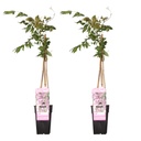 Japanischer Blauregen 'Rosea' 2er-Set (Wisteria floribunda) – winterharte Kletterpflanze, Höhe ca. 65 cm