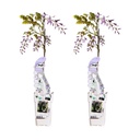 Chinesischer Blauregen 'Caroline' 2er-Set (Wisteria sinensis) – winterharte Kletterpflanze, Höhe ca. 65 cm