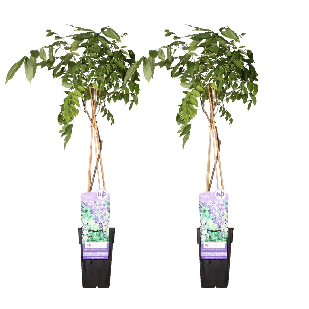 Chinesischer Blauregen 'Prolific' 2er-Set (Wisteria sinensis) – winterharte Kletterpflanze, Höhe ca. 65 cm