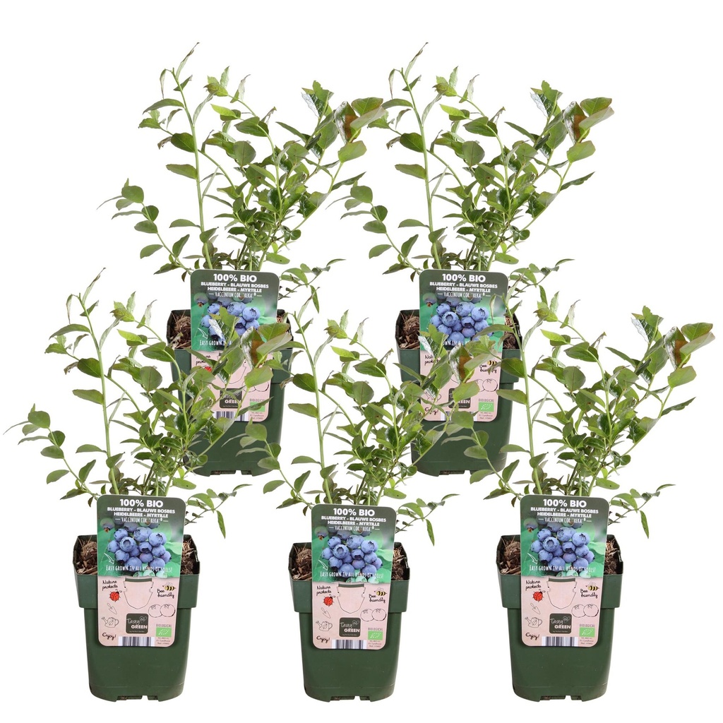 Heidelbeere 'Reka' (Vaccinium corymbosum) – frühe Kulturheidelbeere, selbstfruchtbar, 5er-Set, Topf-Ø 13 cm, Höhe ca. 45 cm