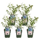 Heidelbeere 'Reka' (Vaccinium corymbosum) – frühe Kulturheidelbeere, selbstfruchtbar, 5er-Set, Topf-Ø 13 cm, Höhe ca. 45 cm