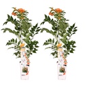 Trompetenblume 'Indian Summer' 2er-Set (Campsis) – winterharte Kletterpflanze, Höhe ca. 65 cm