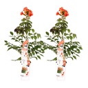 Klettertrompete 'Fire Trumpet' 2er-Set (Campsis grandiflora) – winterharte Kletterpflanze, Höhe ca. 65 cm