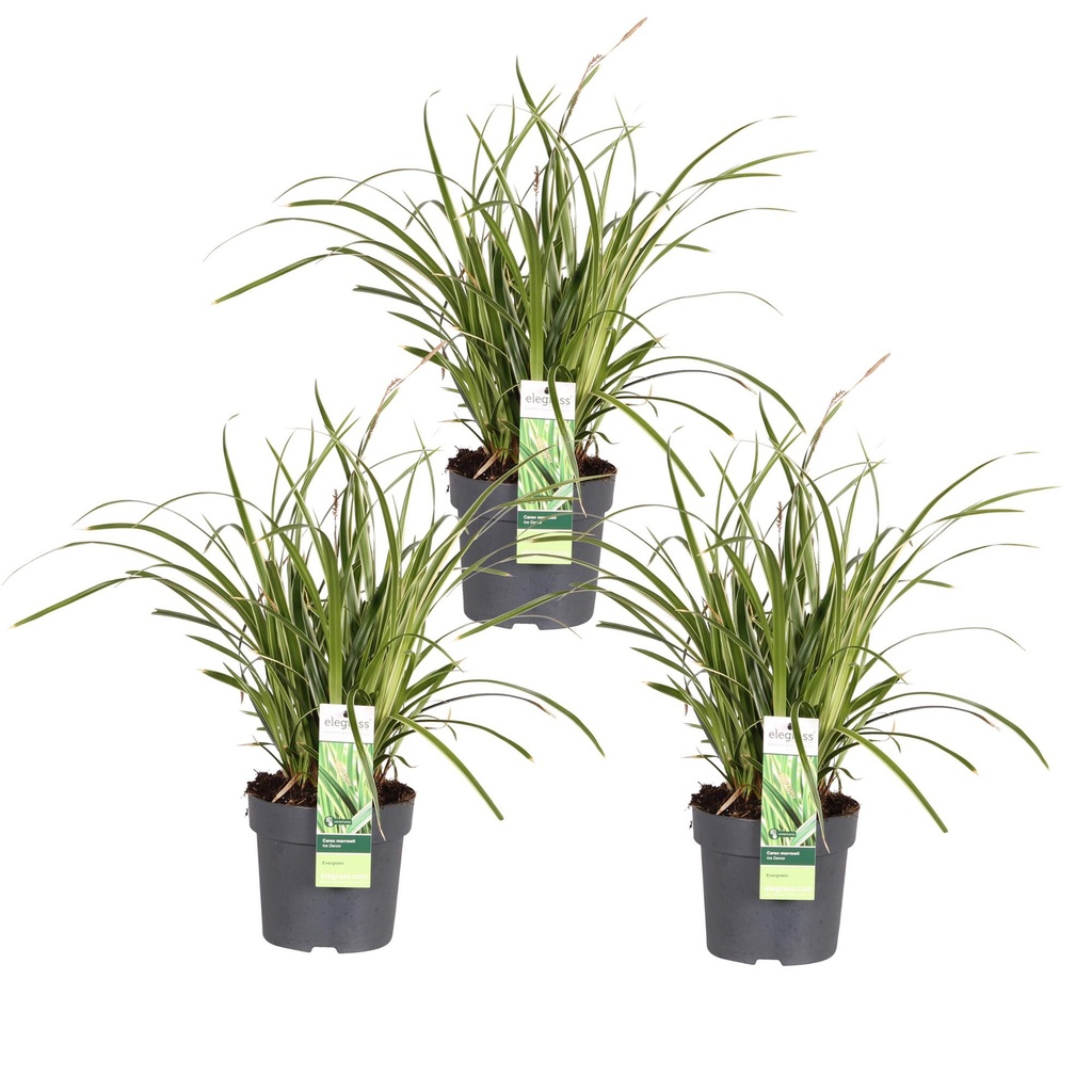 Japan-Segge 'Ice Dance' (Carex morrowii) – winterhartes Ziergras, Höhe ca. 30 cm