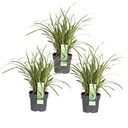 Japan-Segge 'Ice Dance' (Carex morrowii) – winterhartes Ziergras, Höhe ca. 30 cm