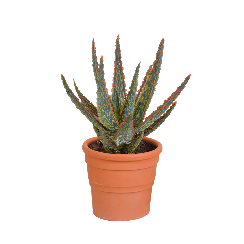 Hallo Zebrina Dannyz 10,5cm - in terracotta pot