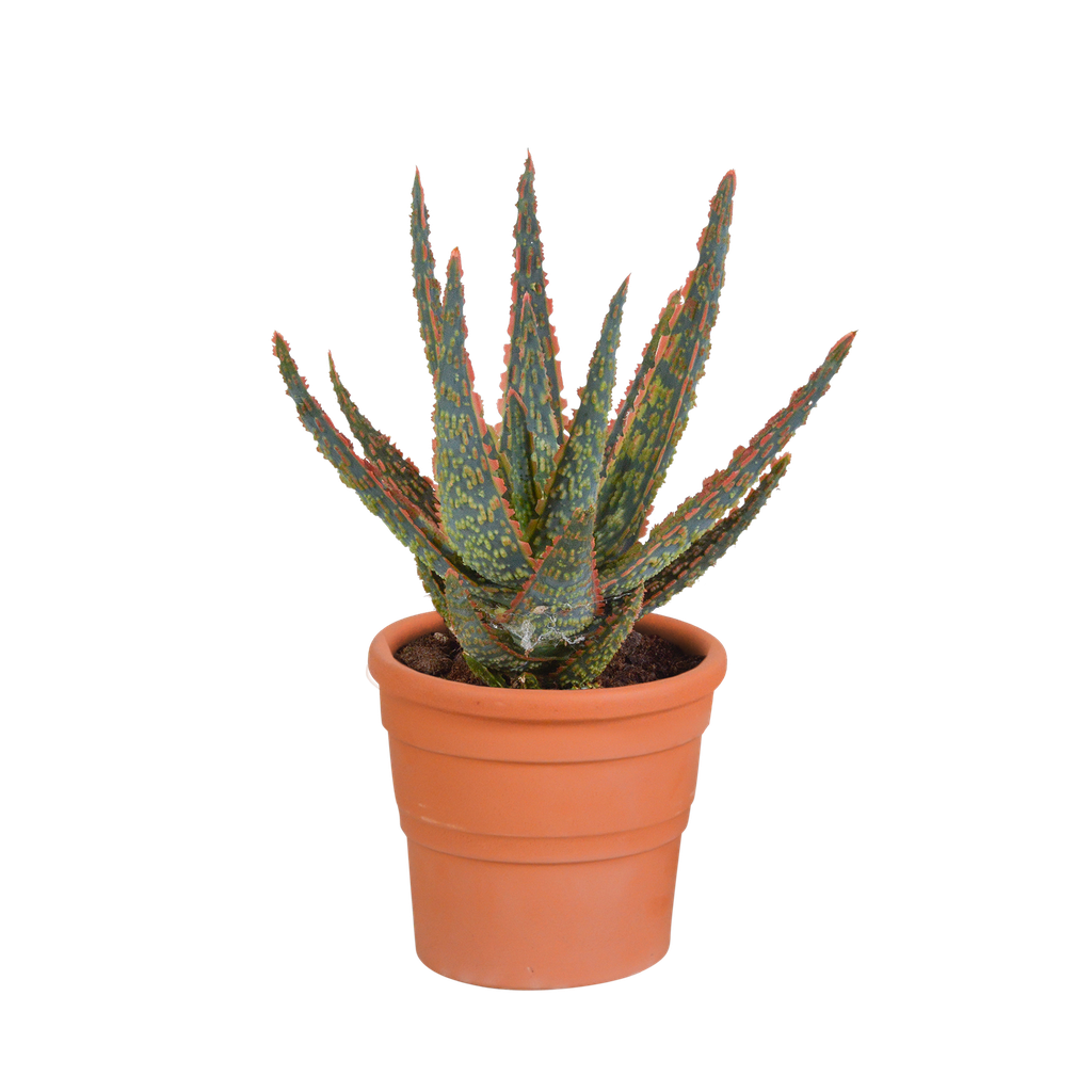 Zebra-Aloe 'Zebrina' (Aloe zebrina) – pflegeleichte Zimmerpflanze, Höhe ca. 10,5 cm