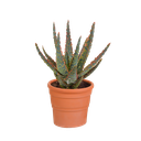 Zebra-Aloe 'Zebrina' (Aloe zebrina) – pflegeleichte Zimmerpflanze, Höhe ca. 10,5 cm