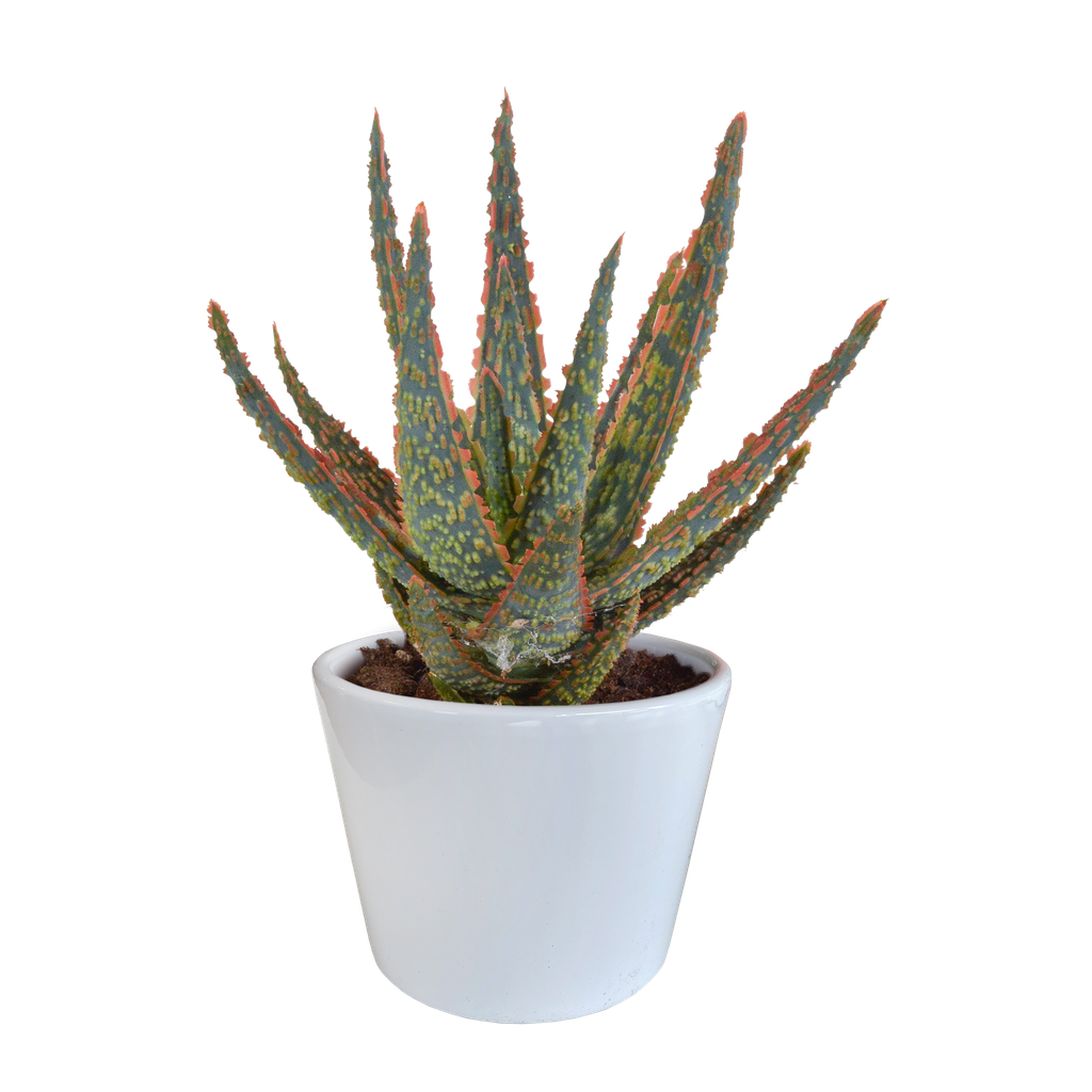  Hallo Zebrina Dannyz 10,5cm - in witte pot