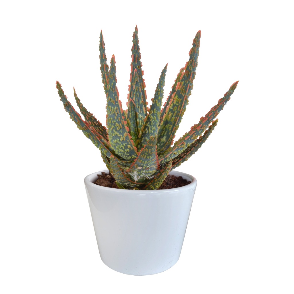 Aloe zebrina (Hallo zebrina) – pflegeleichte Zimmerpflanze, Höhe ca. 10,5 cm