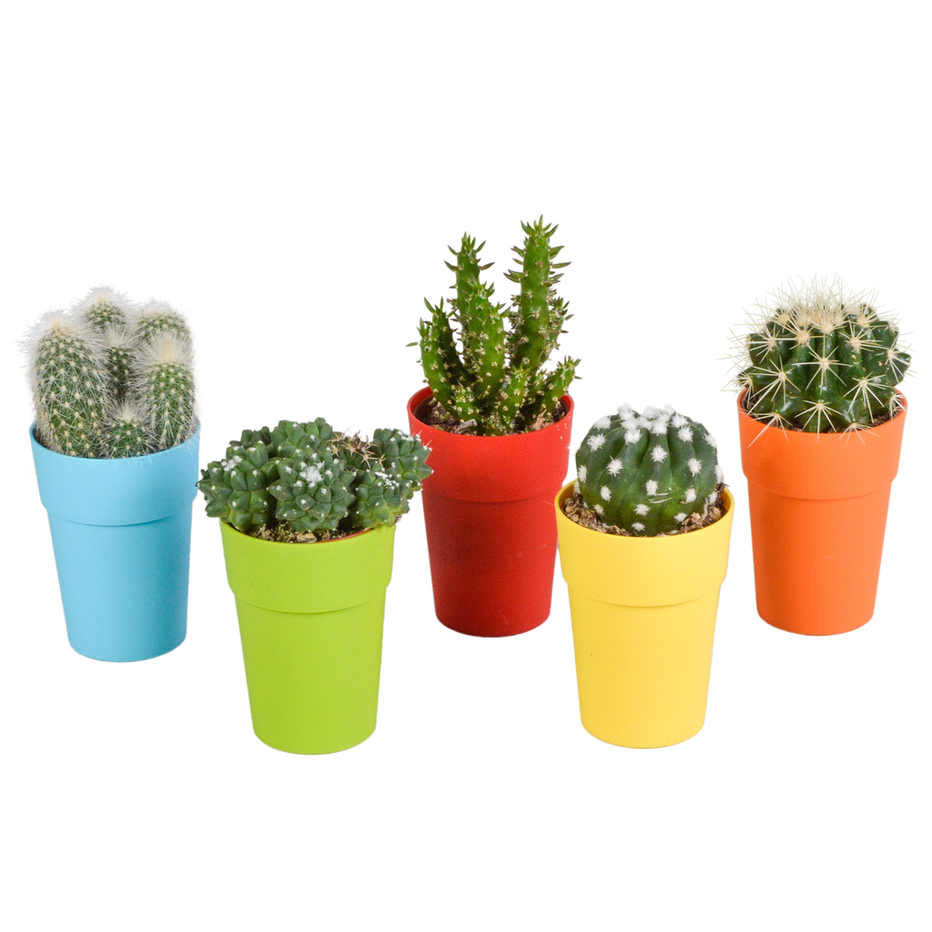  Kakteenmischung 5,5 cm - 5x - in gekleurde plasticpot