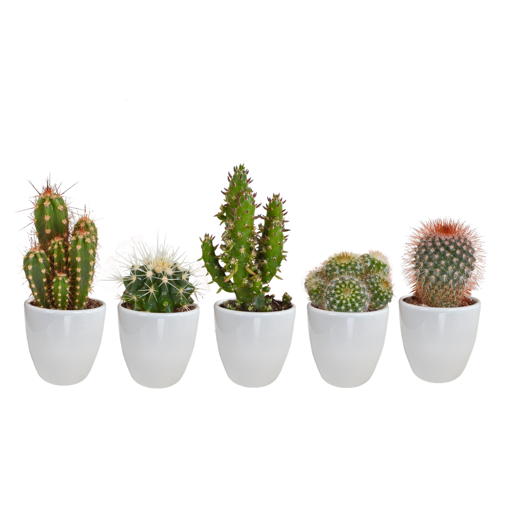  Kakteenmischung 5,5 cm - 5x - in witte pot