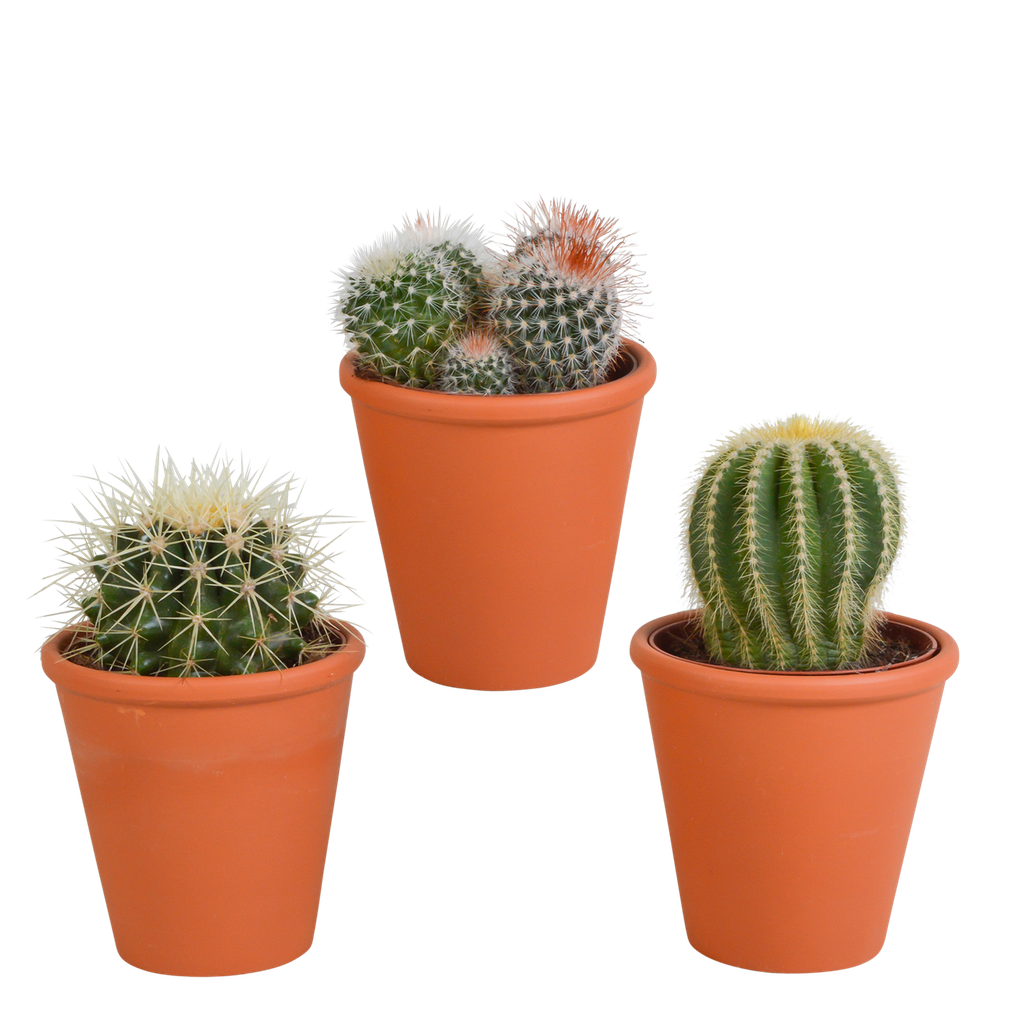 Bolcactus-Mischung 8,5 cm - in terracotta pot