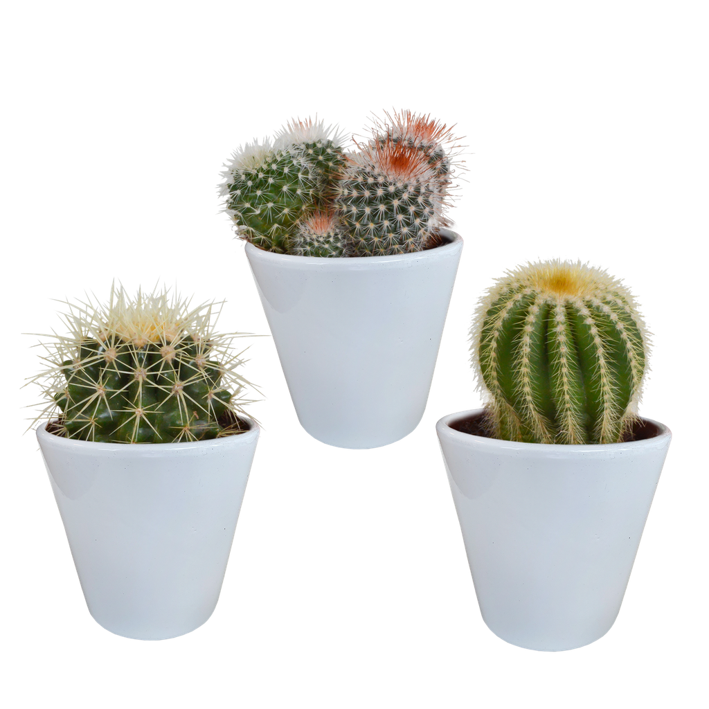 Bolcactus-Mischung 8,5 cm - in witte pot