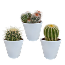 Bolcactus-Mischung (Bolcactus-mischung 8,5) – pflegeleichte Zimmerpflanze, Höhe ca. 8,5 cm