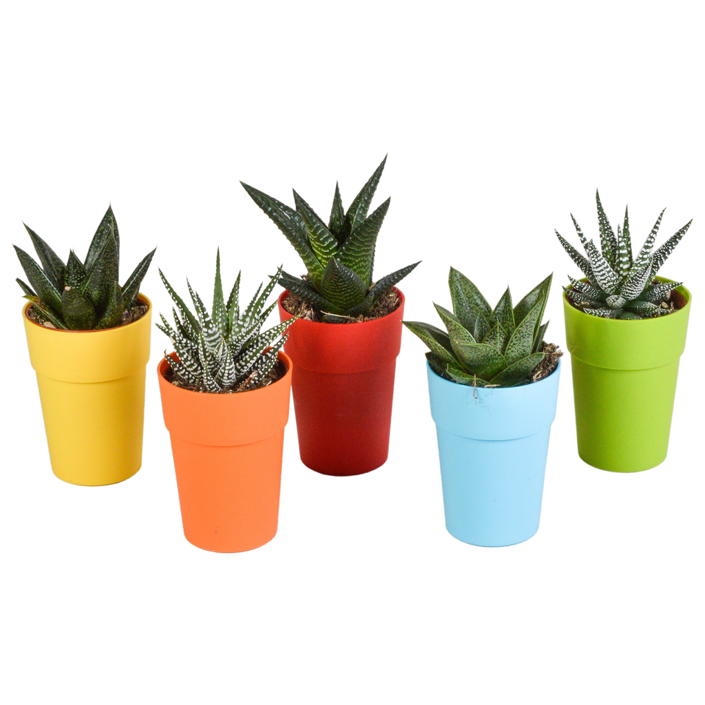 Gasteria/Haworthia-Mischung 5,5cm - 5x - in gekleurde plasticpot