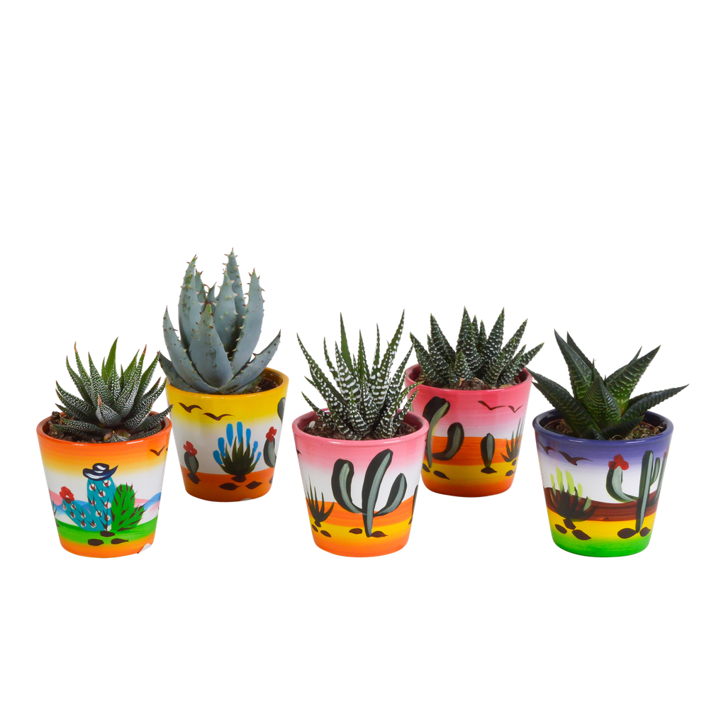 Gasteria/Haworthia-Mischung 5,5cm - 5x - in Mexicaanse pot