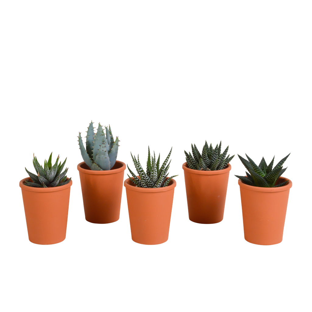 Gasteria/Haworthia-Mischung 5,5cm - 5x - in terracotta pot