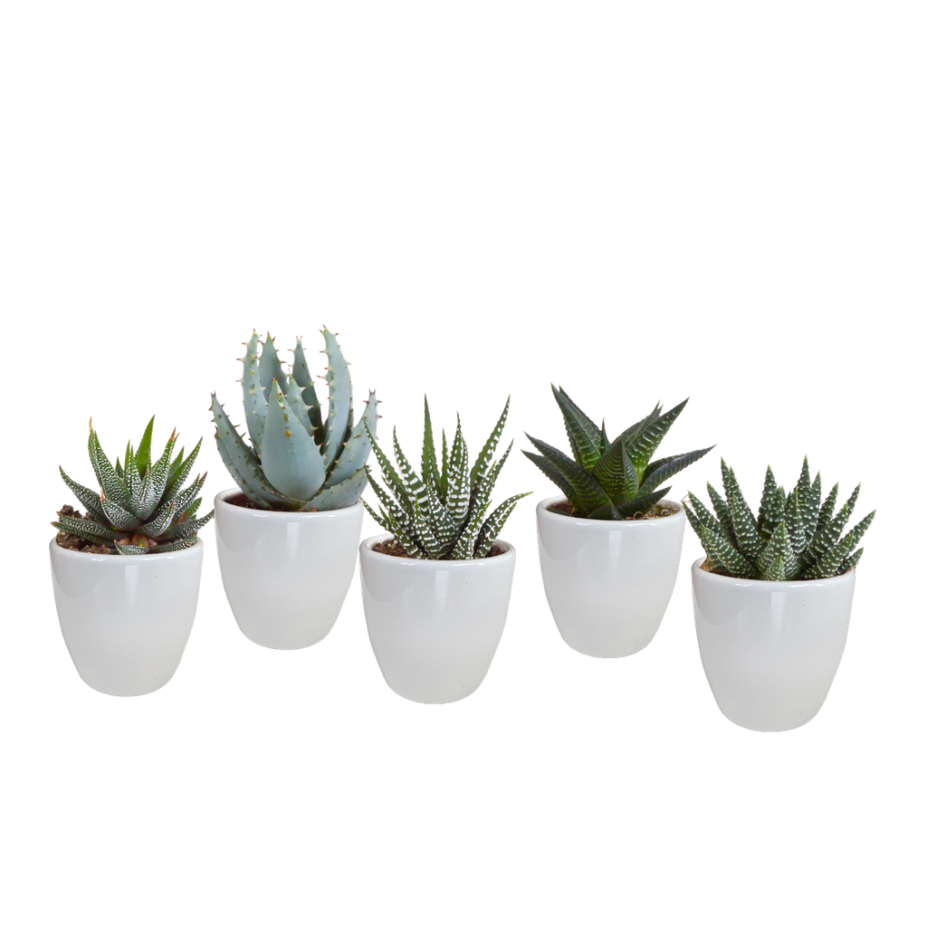 Gasteria/Haworthia-Mischung 5,5cm - in witte pot - 5x