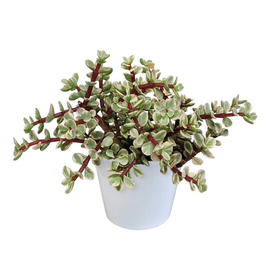 Speckbaum 'Variegata' (Portulacaria afra) – pflegeleichte Zimmerpflanze, im weißen Topf