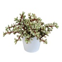 Speckbaum 'Variegata' (Portulacaria afra) – pflegeleichte Zimmerpflanze, im weißen Topf
