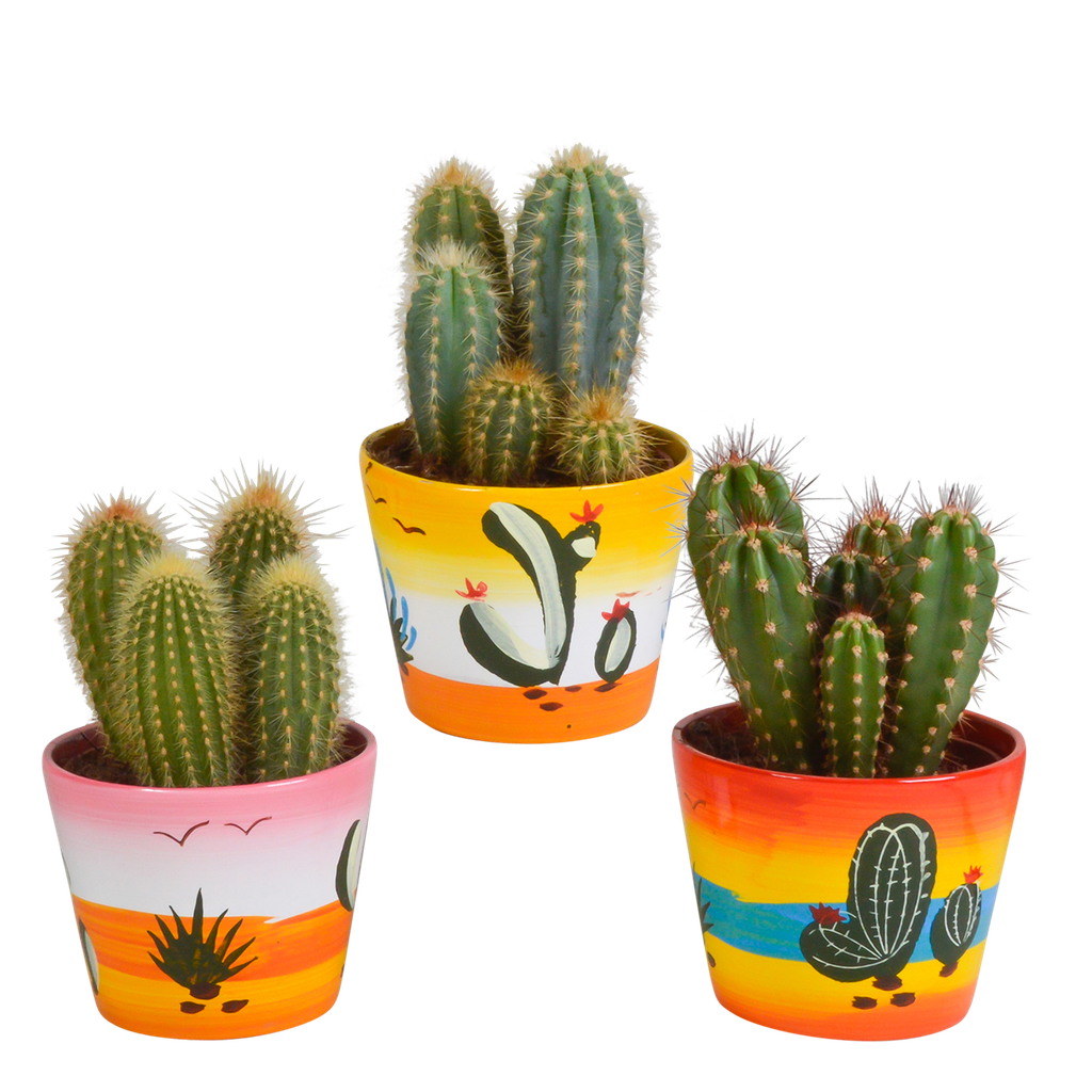 Cereus-Mischung 10,5 cm - 3x - in Mexicaanse pot
