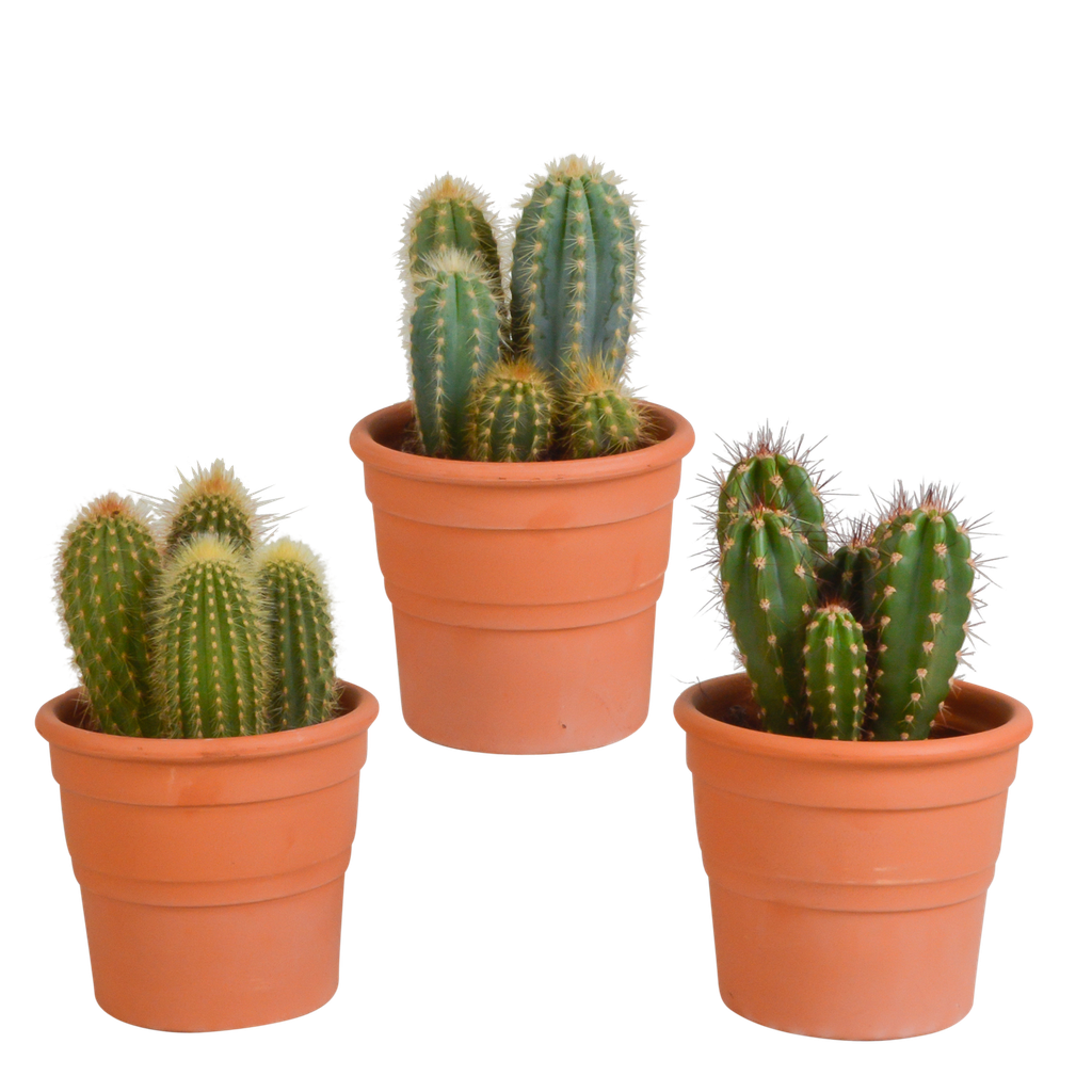 Cereus-Mischung 10,5 cm - 3x - in terracotta pot