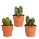 Cereus-Mischung (Cereus-mischung 10,5) – pflegeleichte Zimmerpflanze, Höhe ca. 10,5 cm
