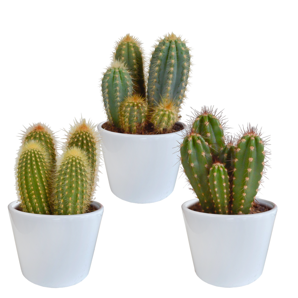 Cereus-Mischung 10,5 cm - 3x - in witte pot