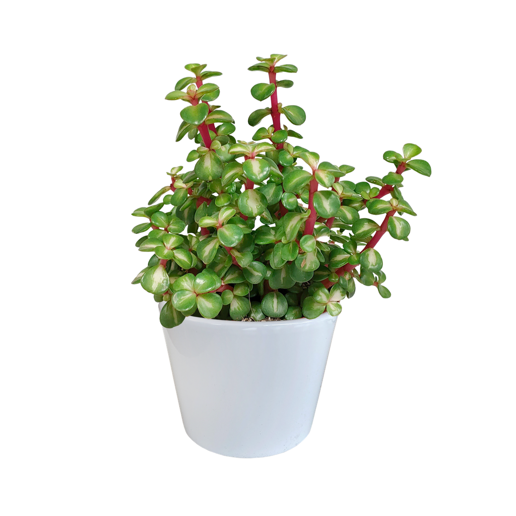 Portulacaria afra mediopicta 10,5cm - in witte pot