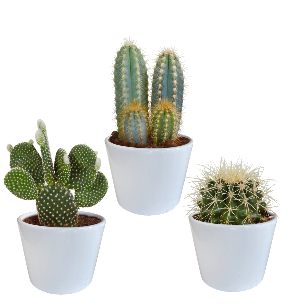 Kakteenmischung 10,5 cm - 3x - in witte pot