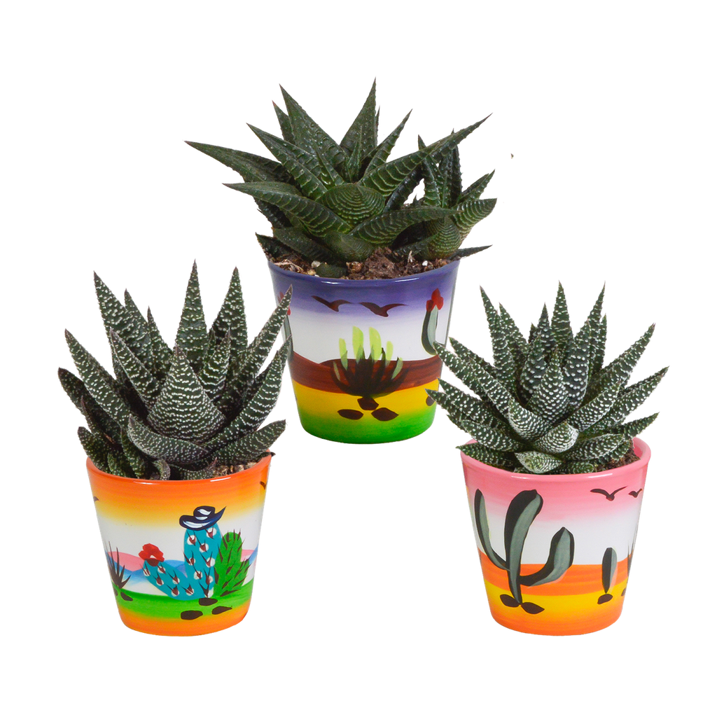 Gasteria/Haworthia-Mischung 8,5cm - 3x - in Mexicaanse pot