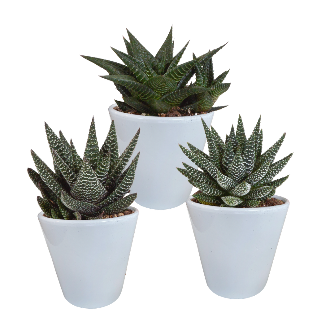 Gasteria/Haworthia-Mischung 8,5cm - 3x - in witte pot