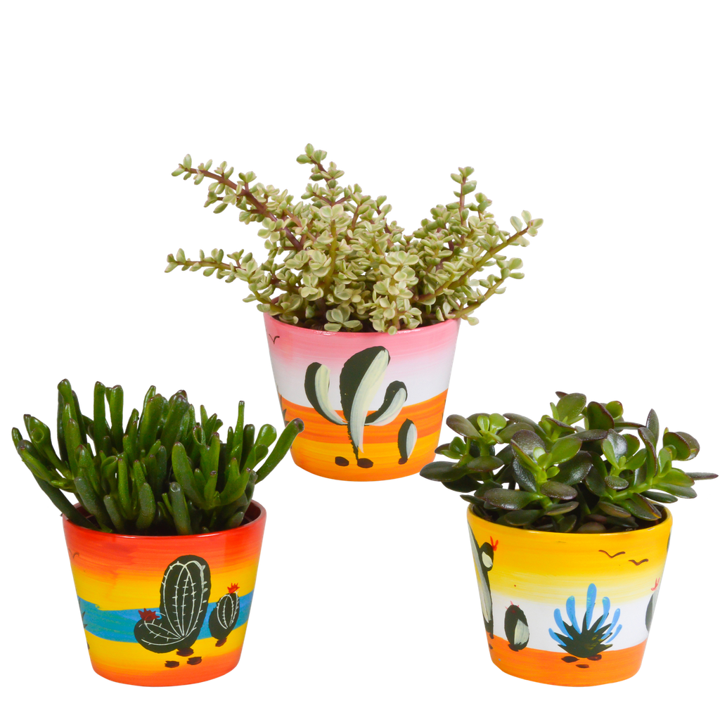 Crassula-Mischung 10,5 cm - 3x - in Mexicaanse pot