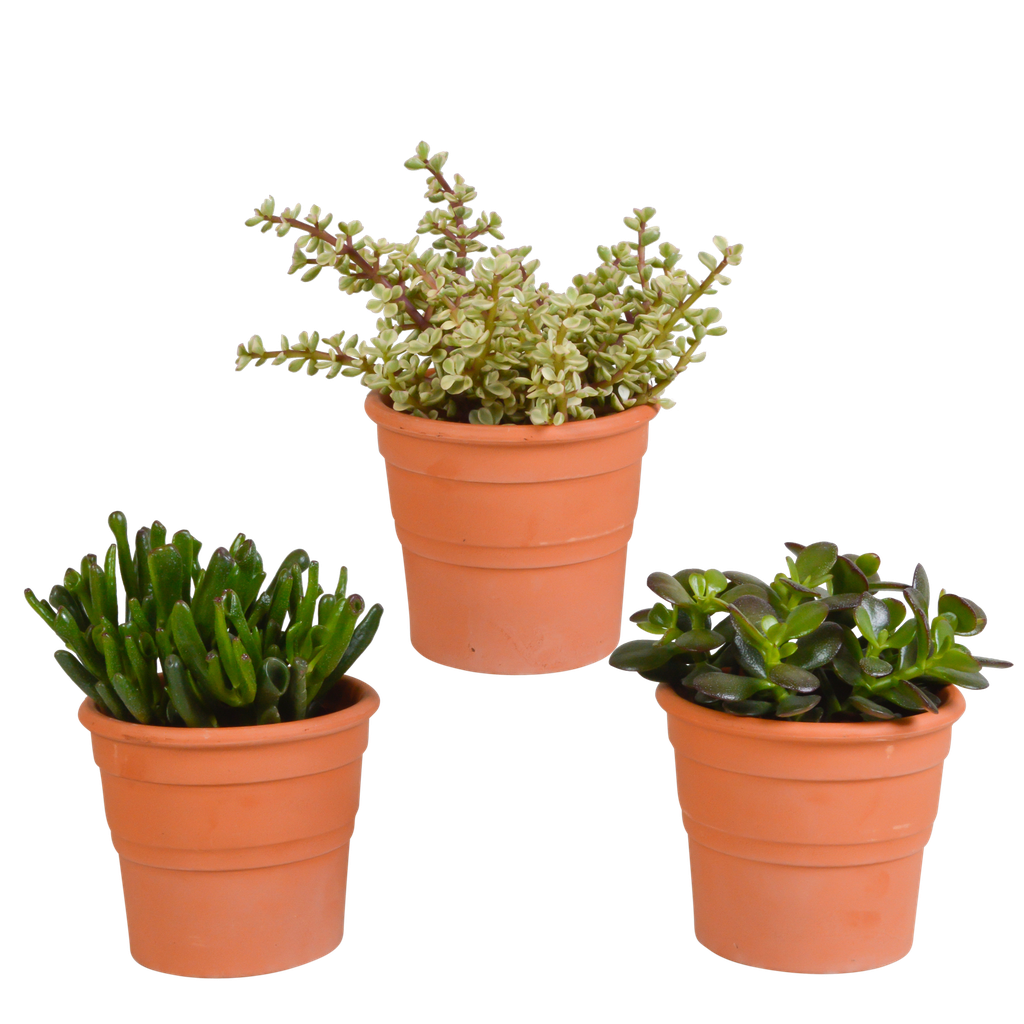 Crassula-Mischung 10,5 cm - 3x - in terracotta pot