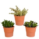 Dickblatt (Crassula-mischung 10,5) – pflegeleichte Zimmerpflanze, Höhe ca. 10,5 cm