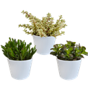 Dickblatt (Crassula-mischung 10,5) – pflegeleichte Zimmerpflanze, Höhe ca. 10,5 cm